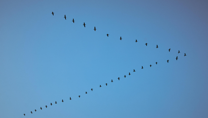 Les oiseaux migrateurs
